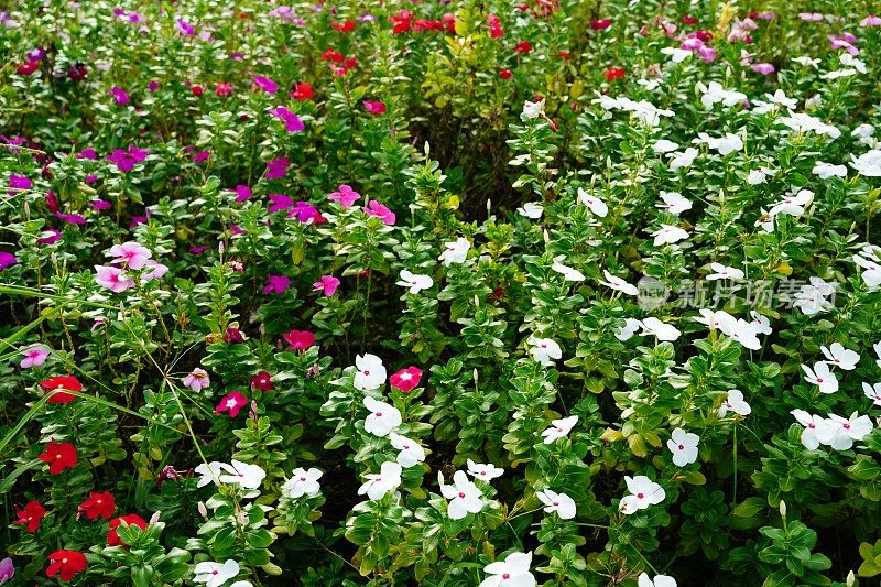 Catharanthus roseus也叫